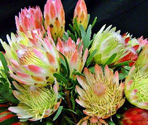 Protea