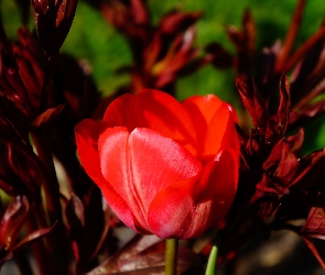 Czerwony, Tulipan, Kwiat, Wiosna