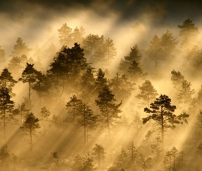Las, Promienie słońca, Mgła