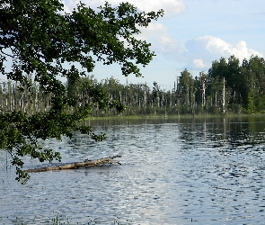 Drzewa, Jezioro