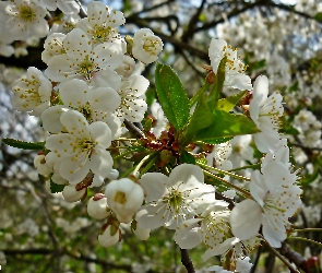 Drzewo Owocowe, Wiosna, Kwitnące Kwiaty