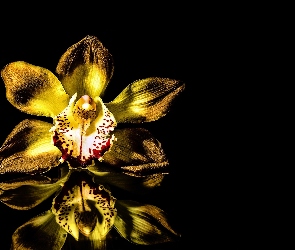 Odbicie, Czarne Tło, Kwiat, Orchidea