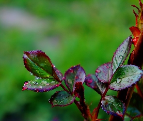Rosa, Krople, Młode, Listki