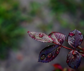 Liście, Rosa, krople, Gałązka, Młode