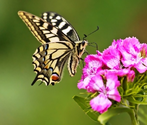 Goździki, Królowej, Motyl, Paź