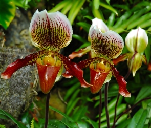 Kwiaty, Makro, Orchidee