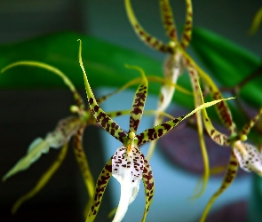 Kwiat, Światło, Orchidea
