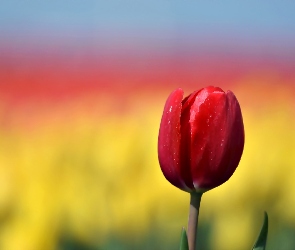 Czerwony, Tulipan