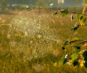 Liście, Pajęczyna, Gałązki