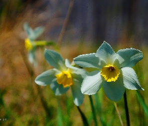 Kwiaty, Żonkile, Wiosenne