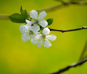 Drzewko Owocowe, Kwiat Wiśni, Wiosna