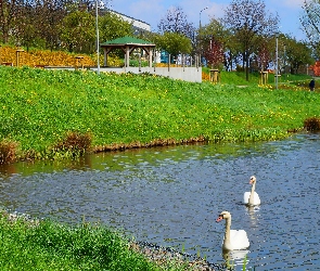 Jezioro, Łabędzie, Ptaki, Białe, Woda