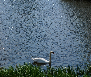 Jezioro, Łabędź, Ptak, Biały, Woda