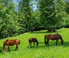 Łąka, Lato, Konie
