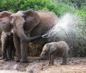 Słonie