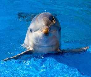 Basen, Woda, Delfinek