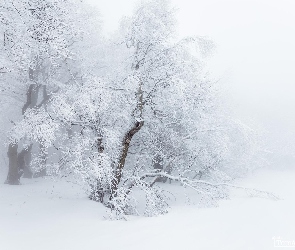 Drzewa, Śnieg, Oszronione