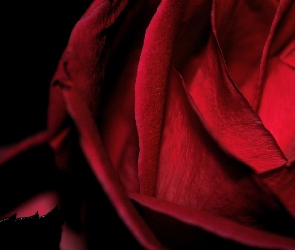 Kwiat, Czarny Listek, Czerwona Róża