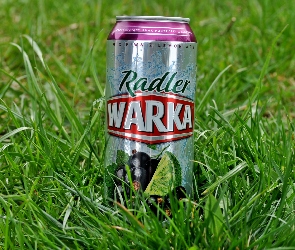 Warka, Piwo, Trawa, Puszka