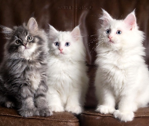 Trzy, Maine coon, Kotki, Rasowe