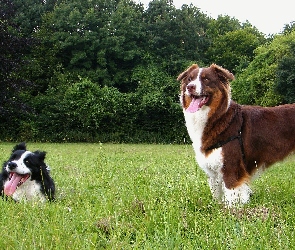 Border Collie