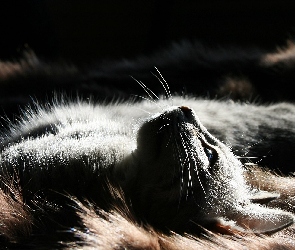 Kot, Marzyciel