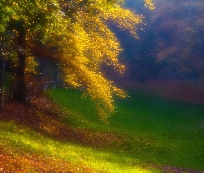 Drzewo, Jesień, Liście, Kolorowe