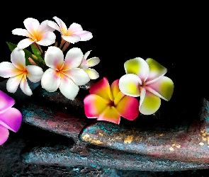 Plumeria, Łopatka, Kwiaty