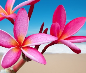 Plumeria, Morze, Plaża, Rózowa, Kwiaty