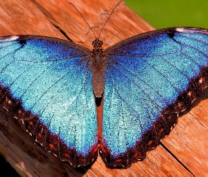Motyl, Drewno, Niebieski