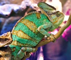 Kameleon, Jaszczurka