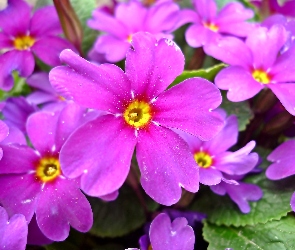 Fioletowy, Prymula, Kwiat
