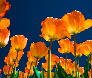 Żółte, Tulipany