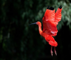 Ibis