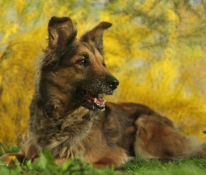 Kundelek, Shila, Pies, Suczka