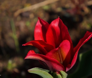Tulipan, Płatki, Kwitnący, Czerwony, Kwiat