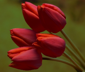 Czerwone, Bukiet, Tulipany