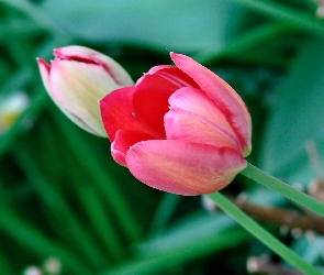 Dwa, Tulipany