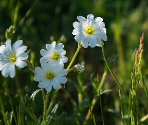 Kwiaty, Rogownica, Białe