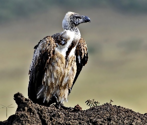 Sęp, Białogłowy