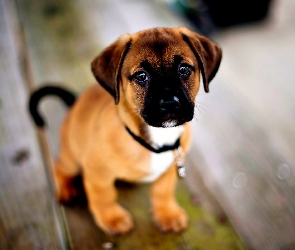 Szczeniak, Staffordshire Bull Terrier