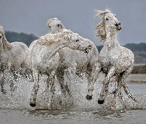Konie, Woda, Galop, Białe