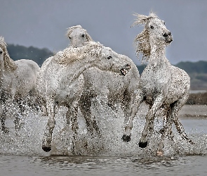 Woda, Galop, Konie, Białe