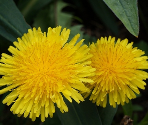 Kwiaty, Mniszek Pospolity, Mlecz, Żółte