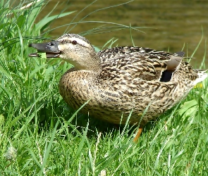 Kaczka krzyżówka, Trawa