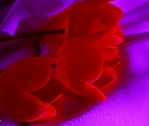 Tulipany, Czerwone, Kwiaty