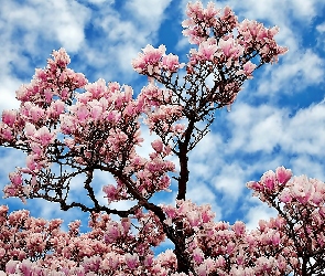 Kwitnąca, Obłoki, Niebo, Magnolia, Wiosna