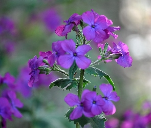 Fioletowe, Lunaria, Kwiaty