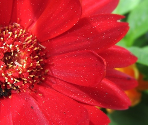 Czerwona, Gerbera