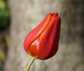 Kwiat, Tulipan, Czerwony